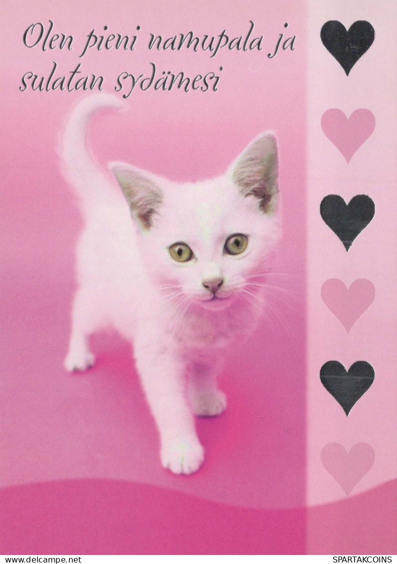 GATTO KITTY Animale Vintage Cartolina CPSM #PBQ991.IT - Cats