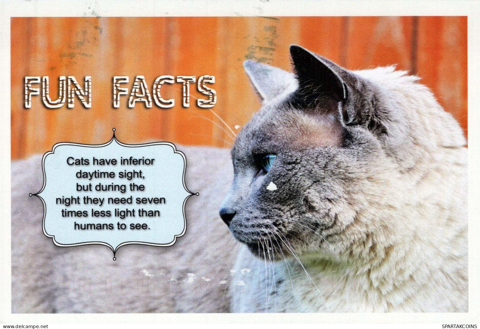 GATTO KITTY Animale Vintage Cartolina CPSM #PBQ744.IT - Cats