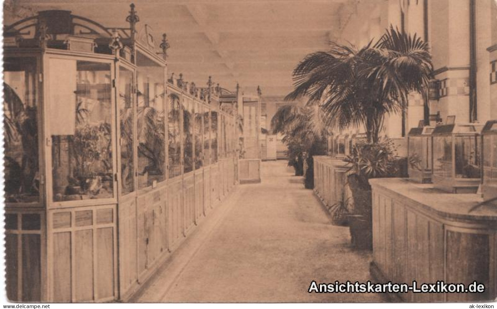 Postkaart Antwerpen Anvers Zoologischer Garten - Reptilien 1918  - Other & Unclassified