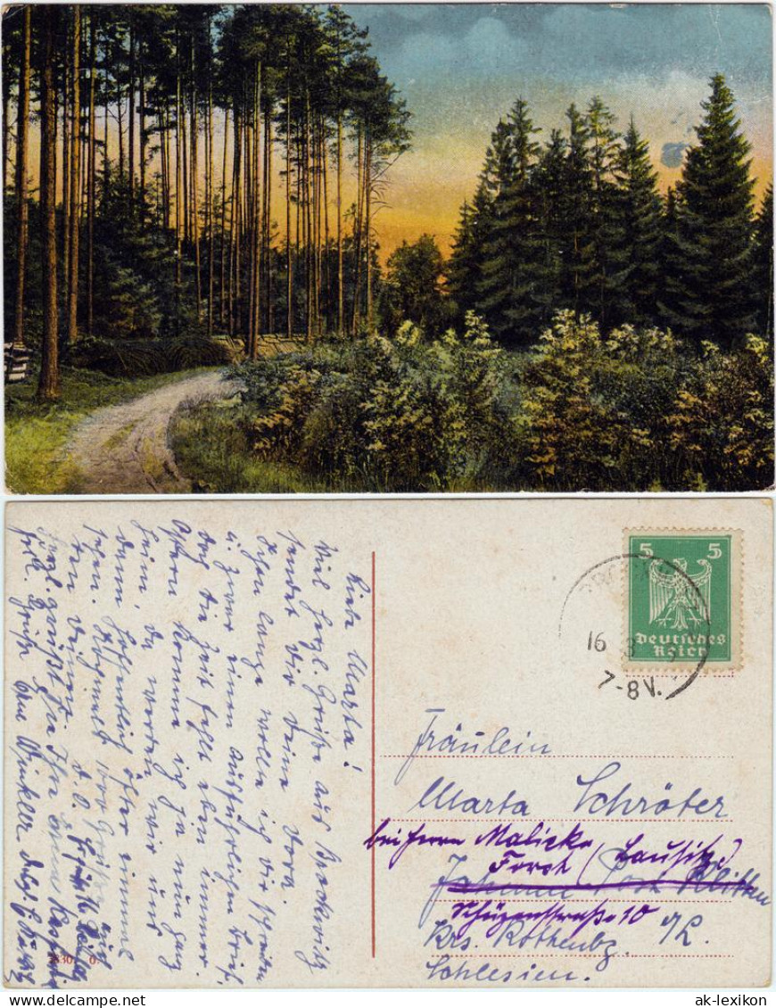 Ansichtskarte  Waldweg 1935 - Non Classés