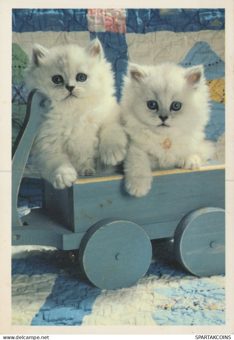GATO GATITO Animales Vintage Tarjeta Postal CPSM #PAM323.ES - Cats