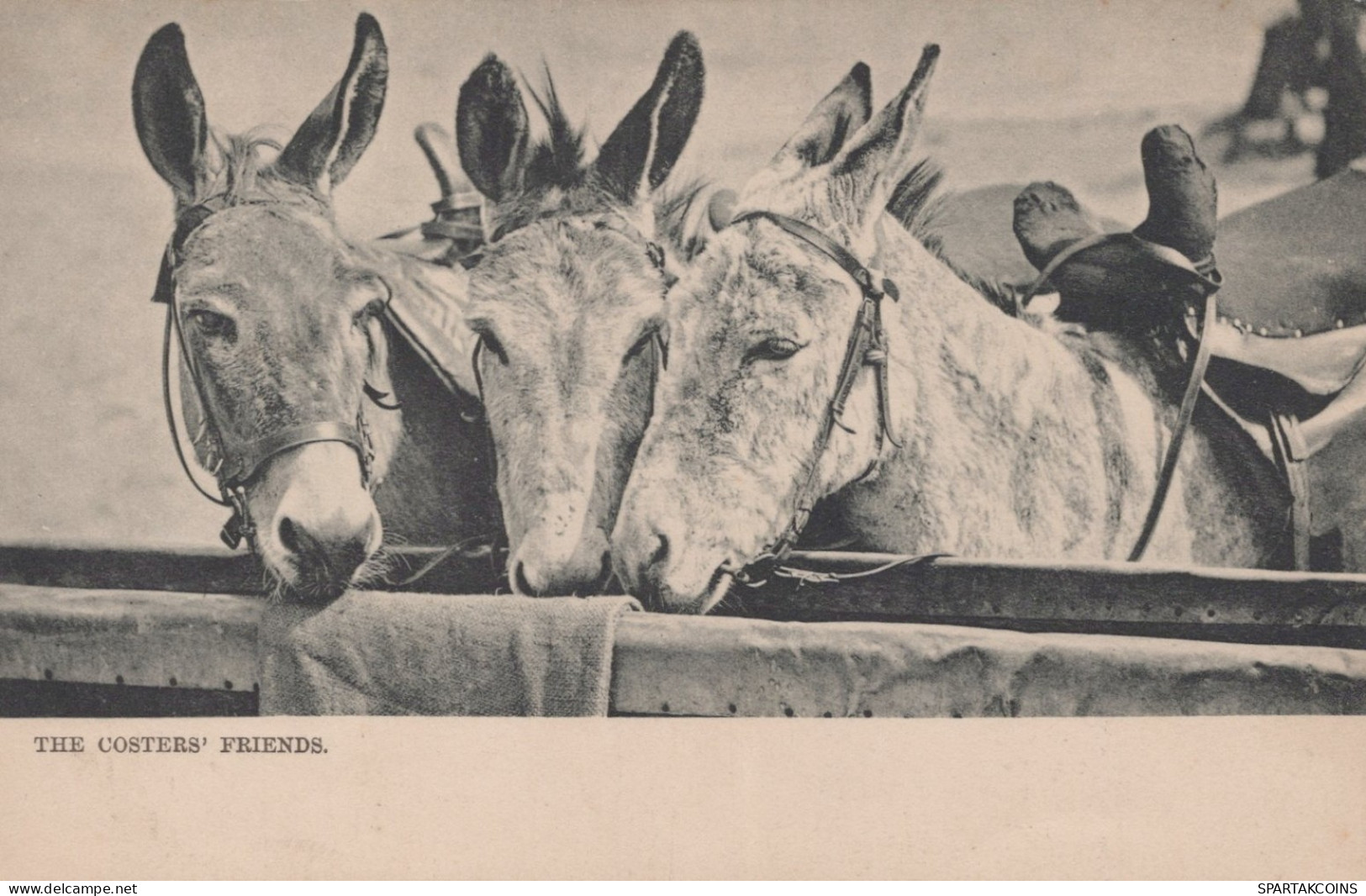 ESEL Tiere Vintage Antik Alt CPA Ansichtskarte Postkarte #PAA016.DE - Donkeys