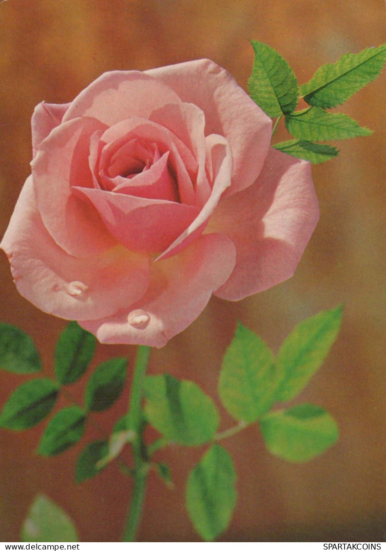 FLOWERS Vintage Ansichtskarte Postkarte CPSM #PBZ469.DE - Bloemen