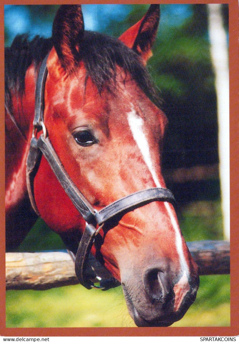 PFERD Tier Vintage Ansichtskarte Postkarte CPSM #PBR914.DE - Chevaux