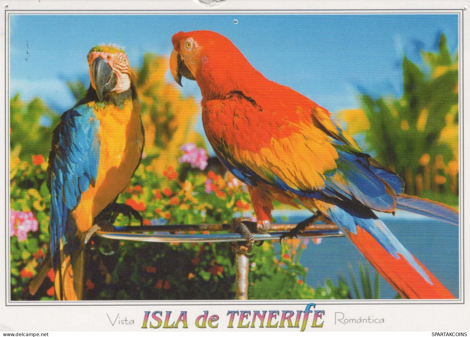 VOGEL Tier Vintage Ansichtskarte Postkarte CPSM #PBR518.DE - Birds