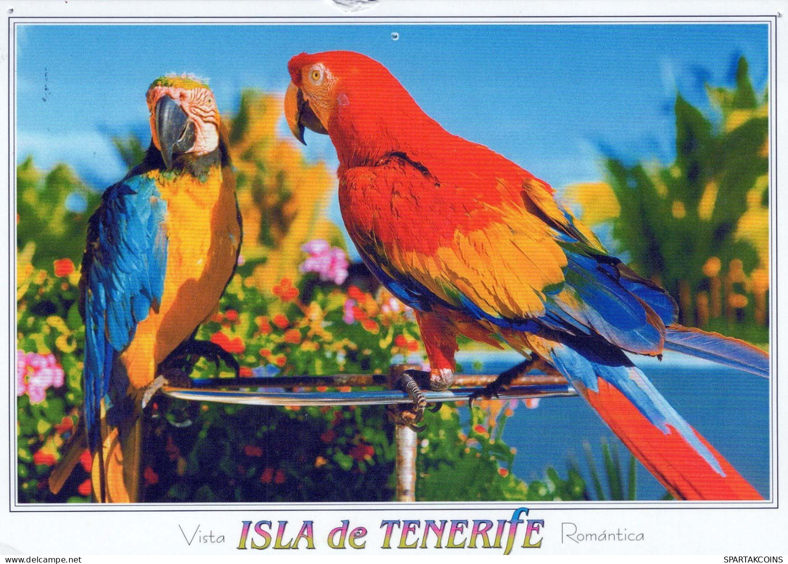 VOGEL Tier Vintage Ansichtskarte Postkarte CPSM #PBR518.DE - Birds