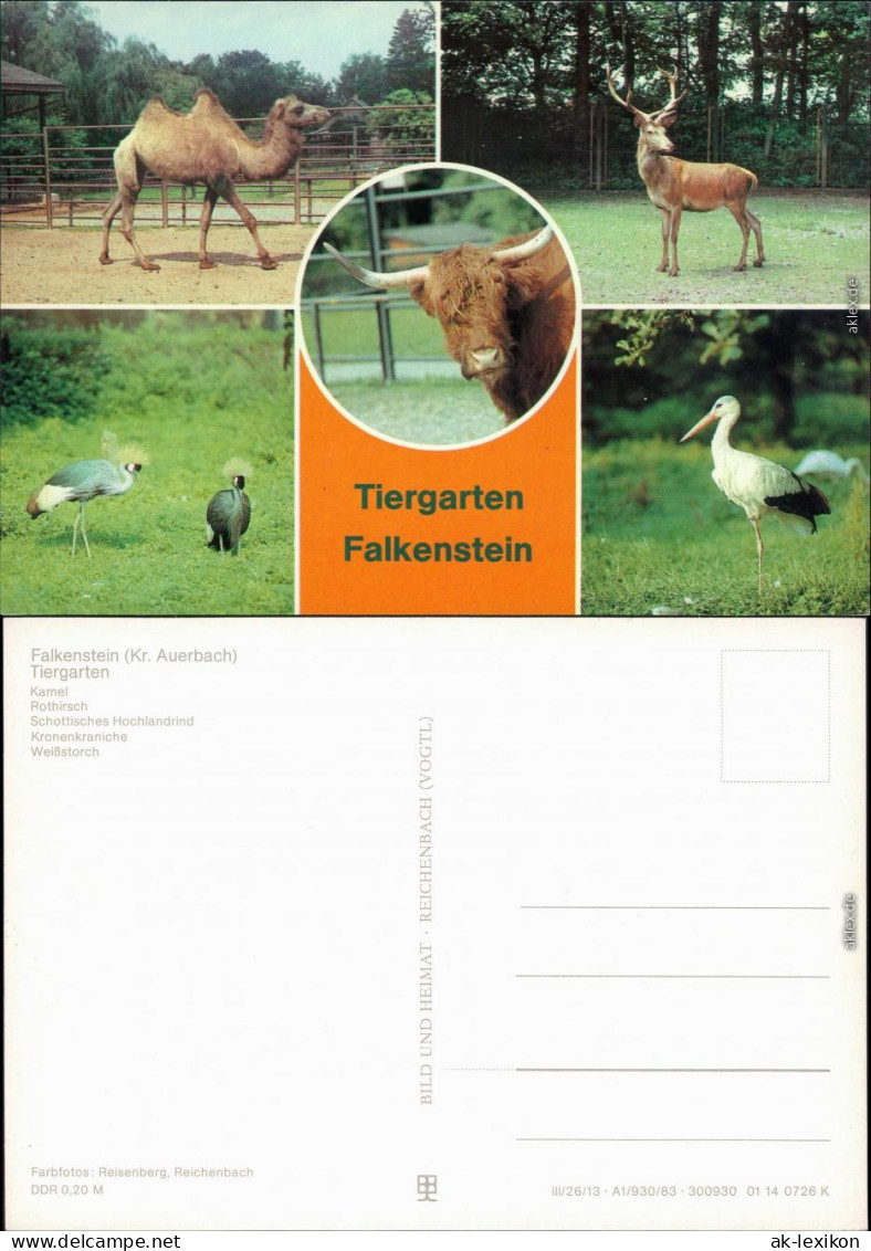 Falkenstein (Vogtland) Tierpark - Kamel, Rothirsch, Schottisches    1983 - Falkenstein (Vogtland)