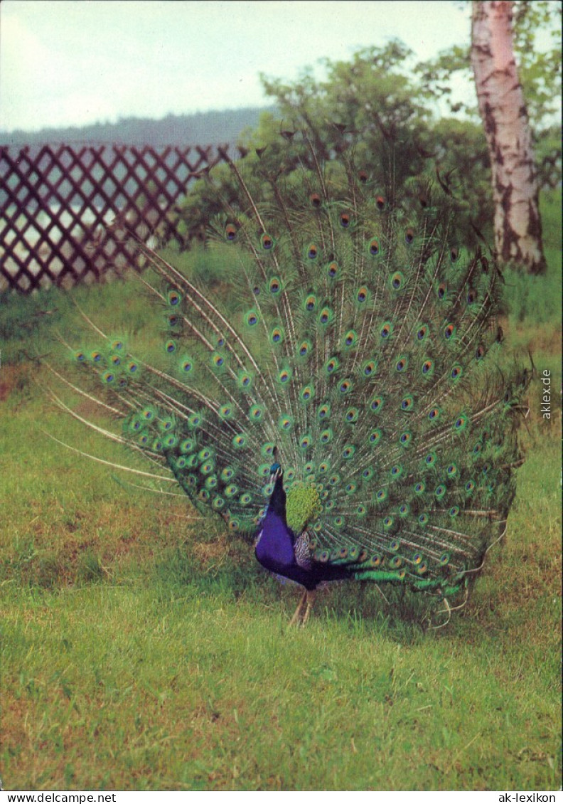 Ansichtskarte Klingenthal Tierpark: Pfau 1983 - Klingenthal