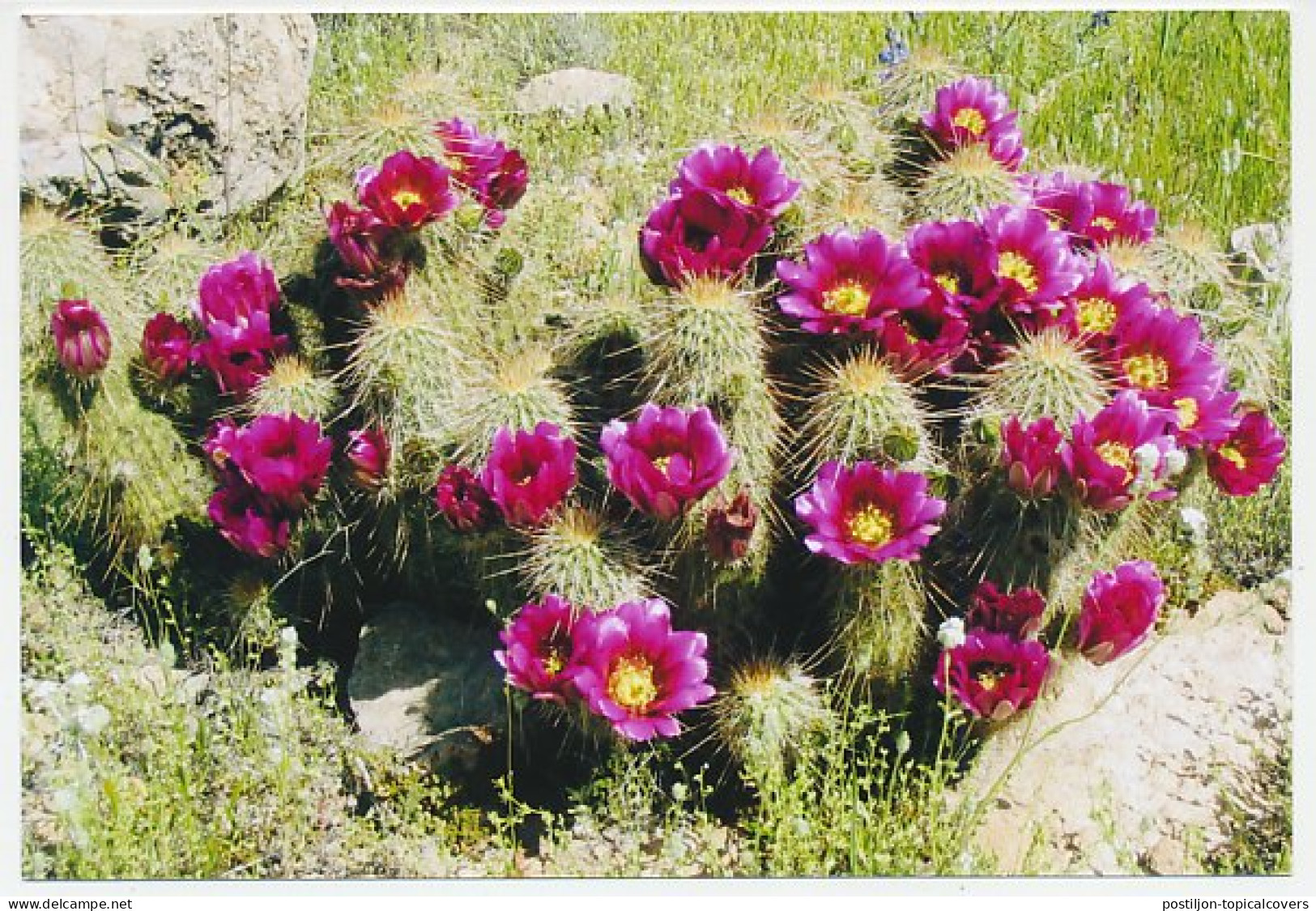 Postal Stationery China 2009 Cactus - Flower - Autres & Non Classés