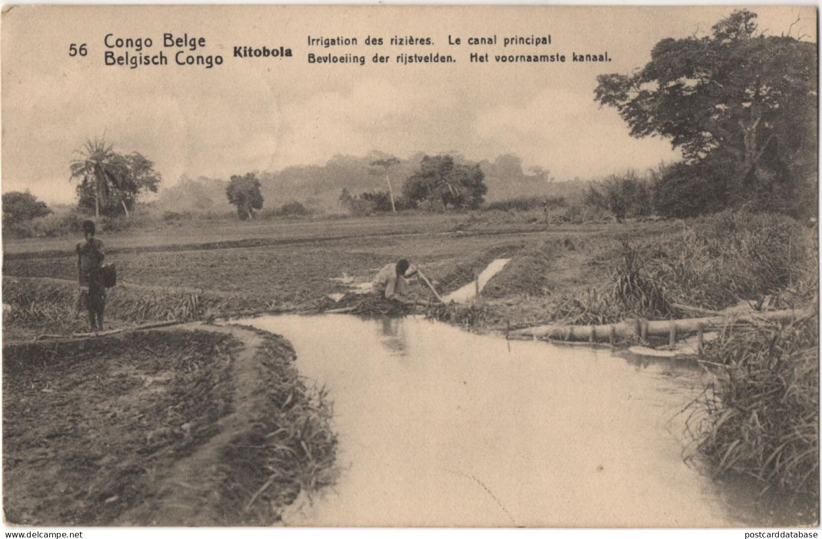 Congo Belge - Kitobola - Irrigation Des Rizières - Belgian Congo