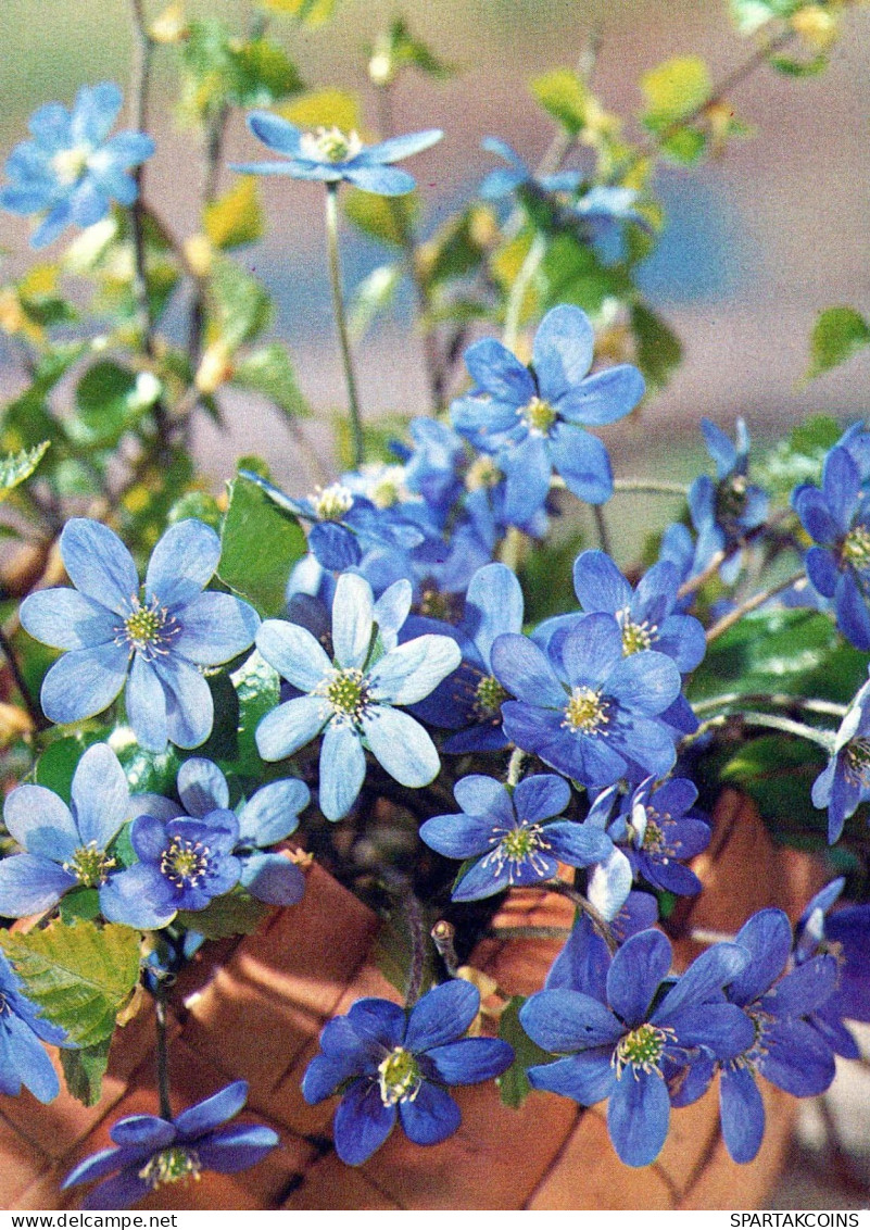 FLEURS Vintage Carte Postale CPSM #PAR400.FR - Flowers