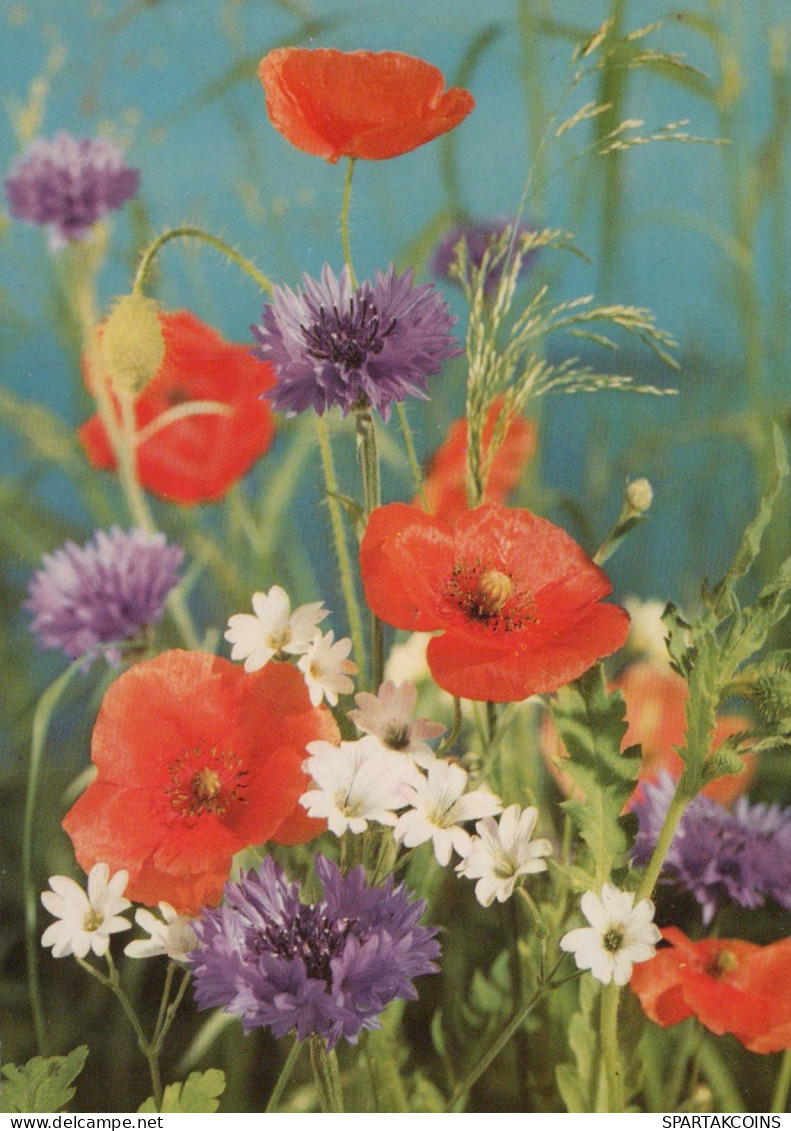 FLEURS Vintage Carte Postale CPSM #PAR219.FR - Flowers