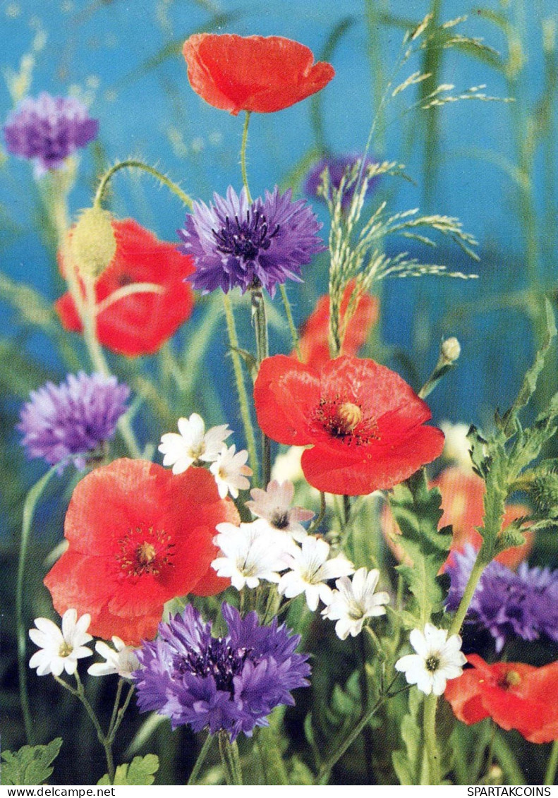 FLEURS Vintage Carte Postale CPSM #PAR219.FR - Flowers