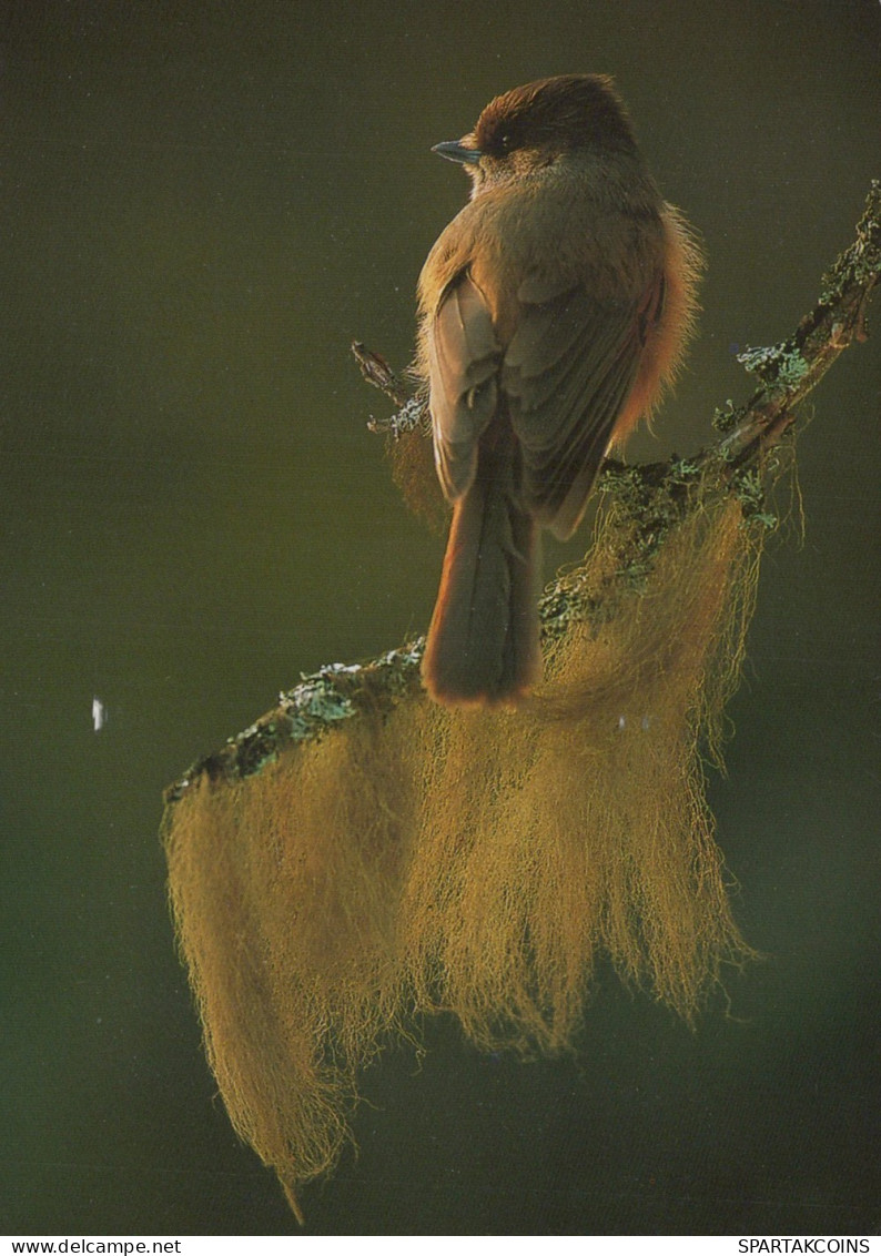 OISEAU Animaux Vintage Carte Postale CPSM #PAN388.FR - Birds