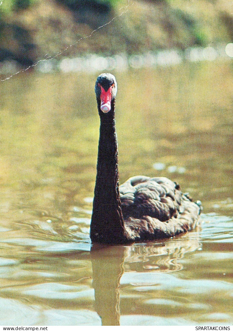 OISEAU Animaux Vintage Carte Postale CPSM #PAN325.FR - Birds