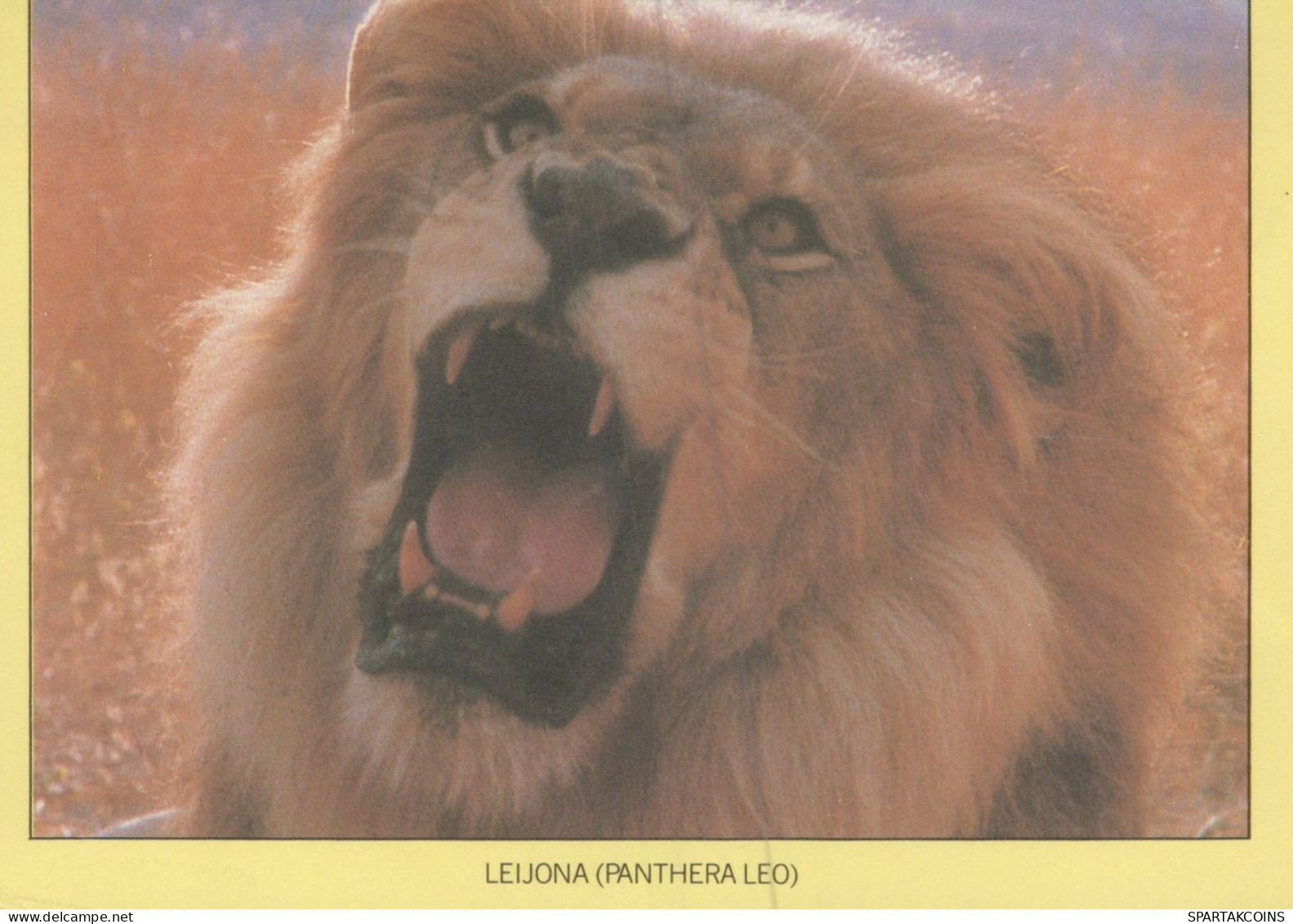 LION GROS CHAT Animaux Vintage Carte Postale CPSM #PAM014.FR - Lions