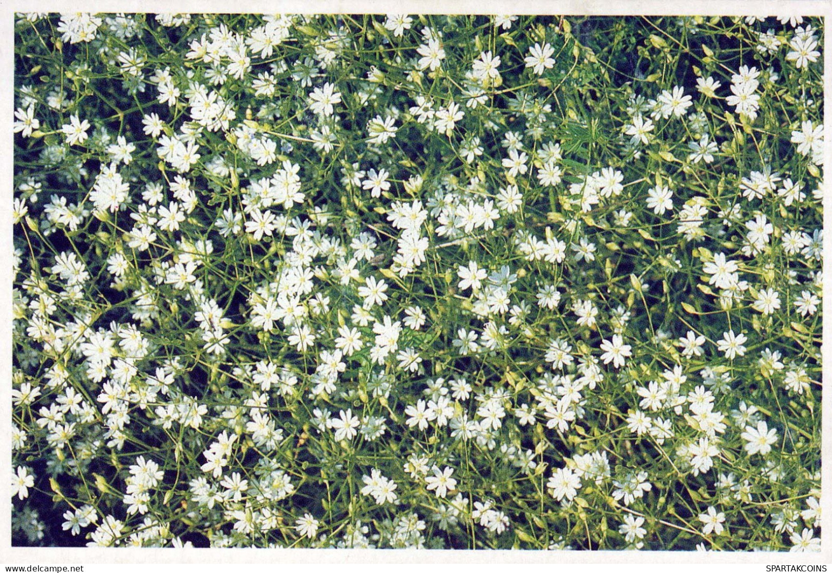 FLORES Vintage Tarjeta Postal CPSM #PBZ587.ES - Flowers