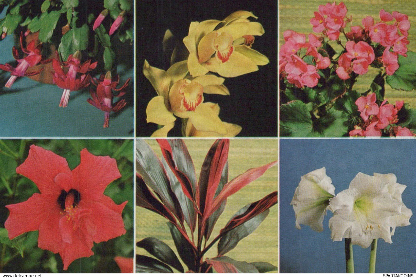 FLORES Vintage Tarjeta Postal CPSM #PBZ527.ES - Flowers