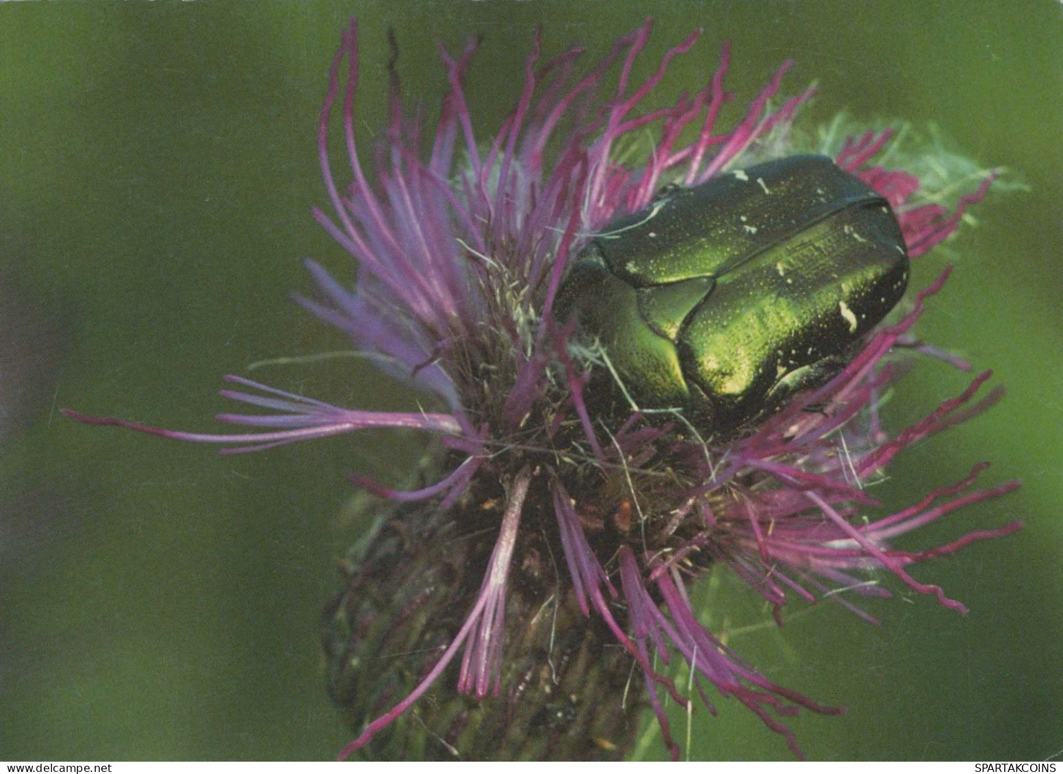 INSECTOS Animales Vintage Tarjeta Postal CPSM #PBS495.ES - Insekten