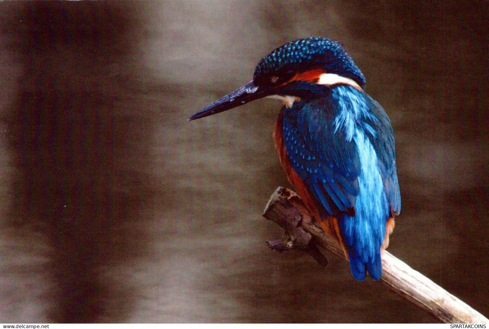 PÁJARO Animales Vintage Tarjeta Postal CPSM #PBR646.ES - Oiseaux