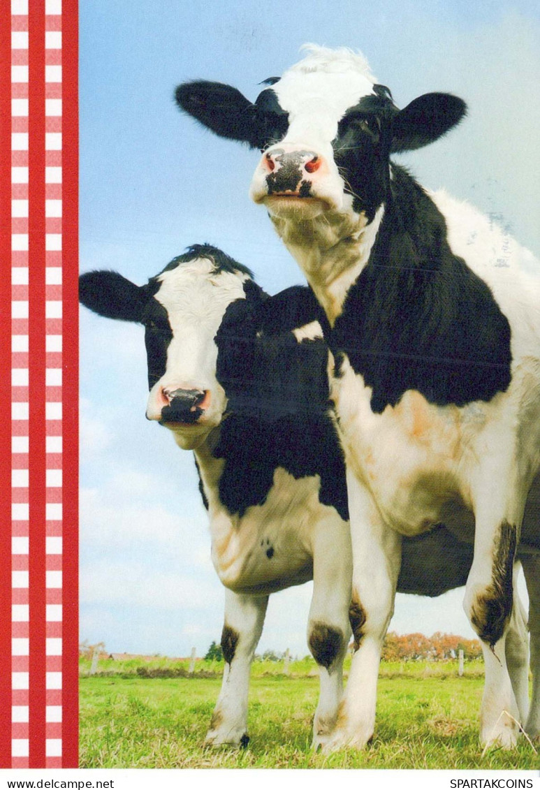 VACA Animales Vintage Tarjeta Postal CPSM #PBR833.ES - Cows