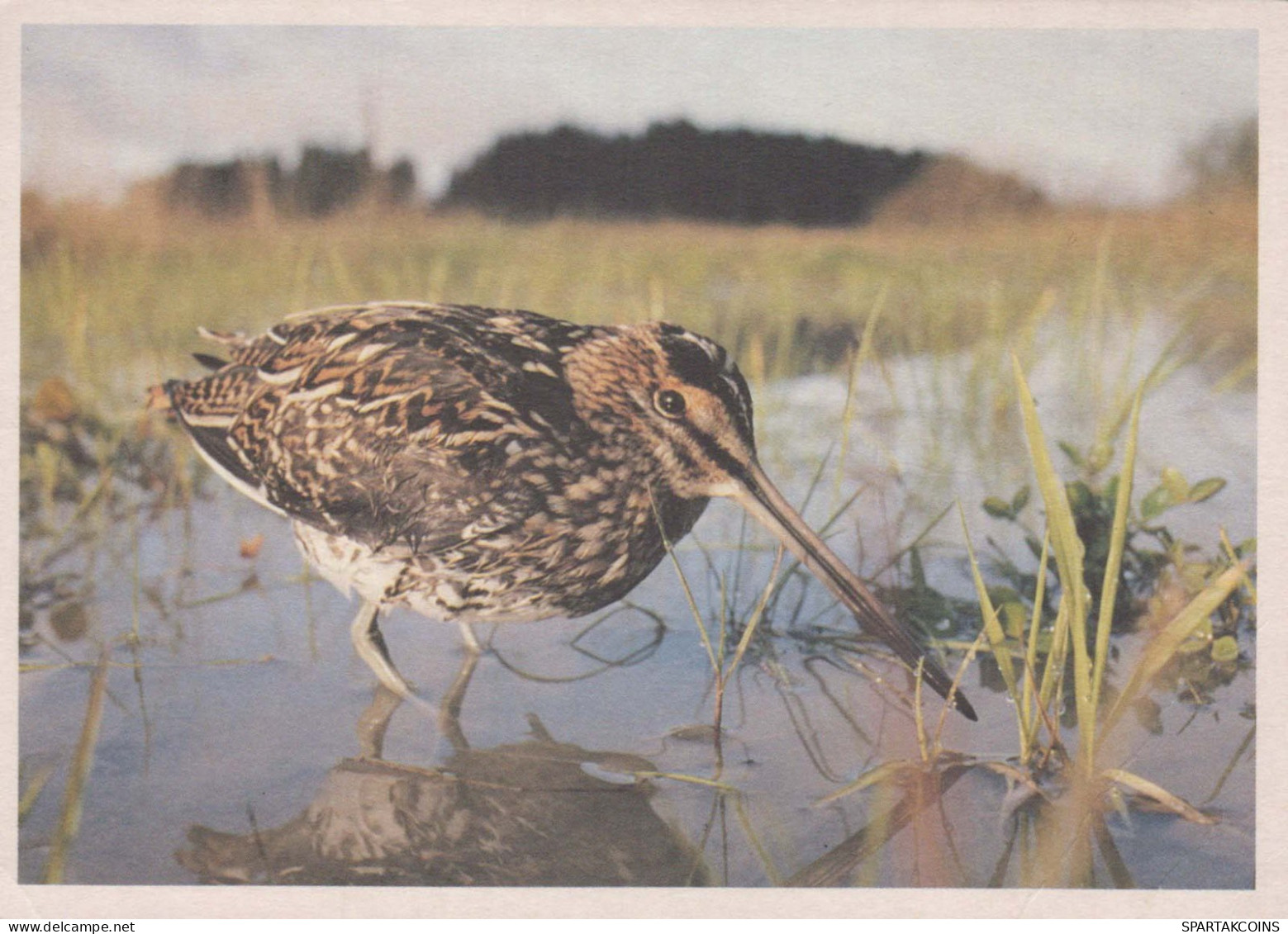 PÁJARO Animales Vintage Tarjeta Postal CPSM #PBR516.ES - Oiseaux