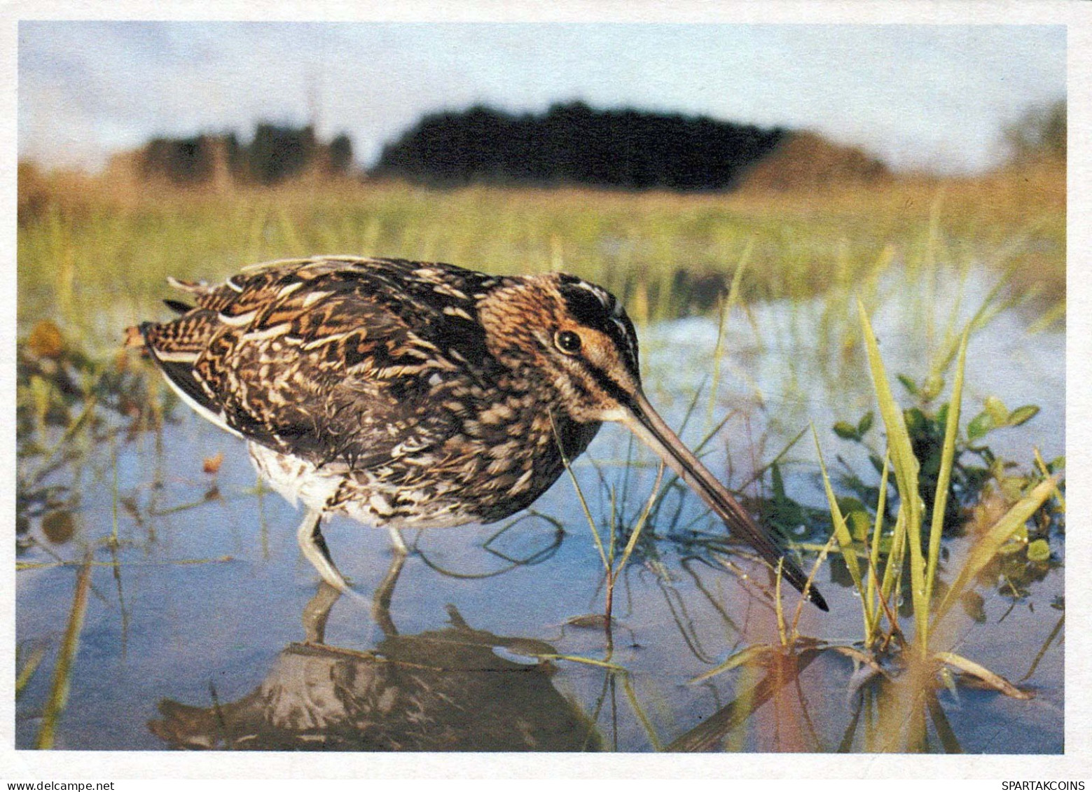 PÁJARO Animales Vintage Tarjeta Postal CPSM #PBR516.ES - Birds