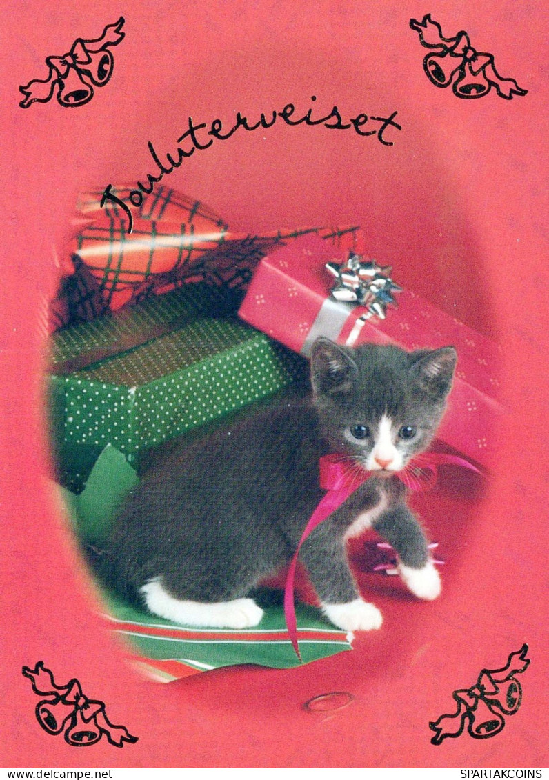 GATO GATITO Animales Vintage Tarjeta Postal CPSM #PBQ864.ES - Cats