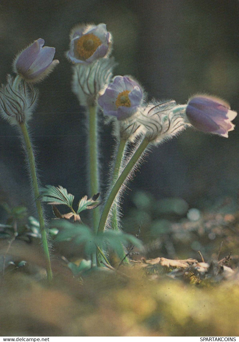 FLOWERS Vintage Postcard CPSM #PAS479.GB - Flowers
