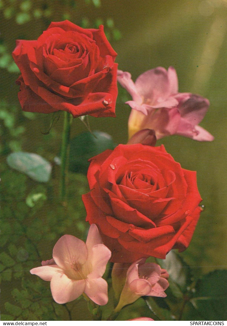 FLOWERS Vintage Postcard CPSM #PAS059.GB - Flowers
