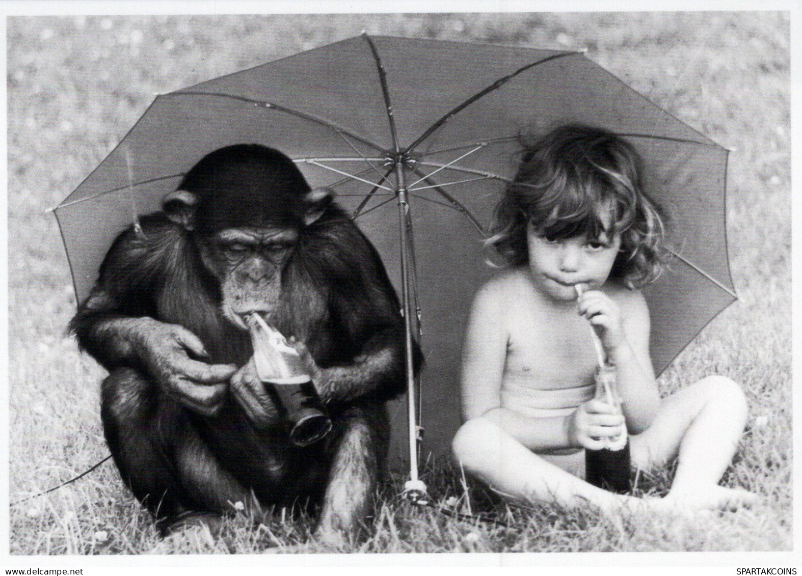 MONKEY Animals Vintage Postcard CPSM #PAN974.GB - Singes