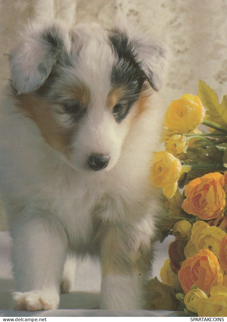 DOG Animals Vintage Postcard CPSM #PAN906.GB - Dogs