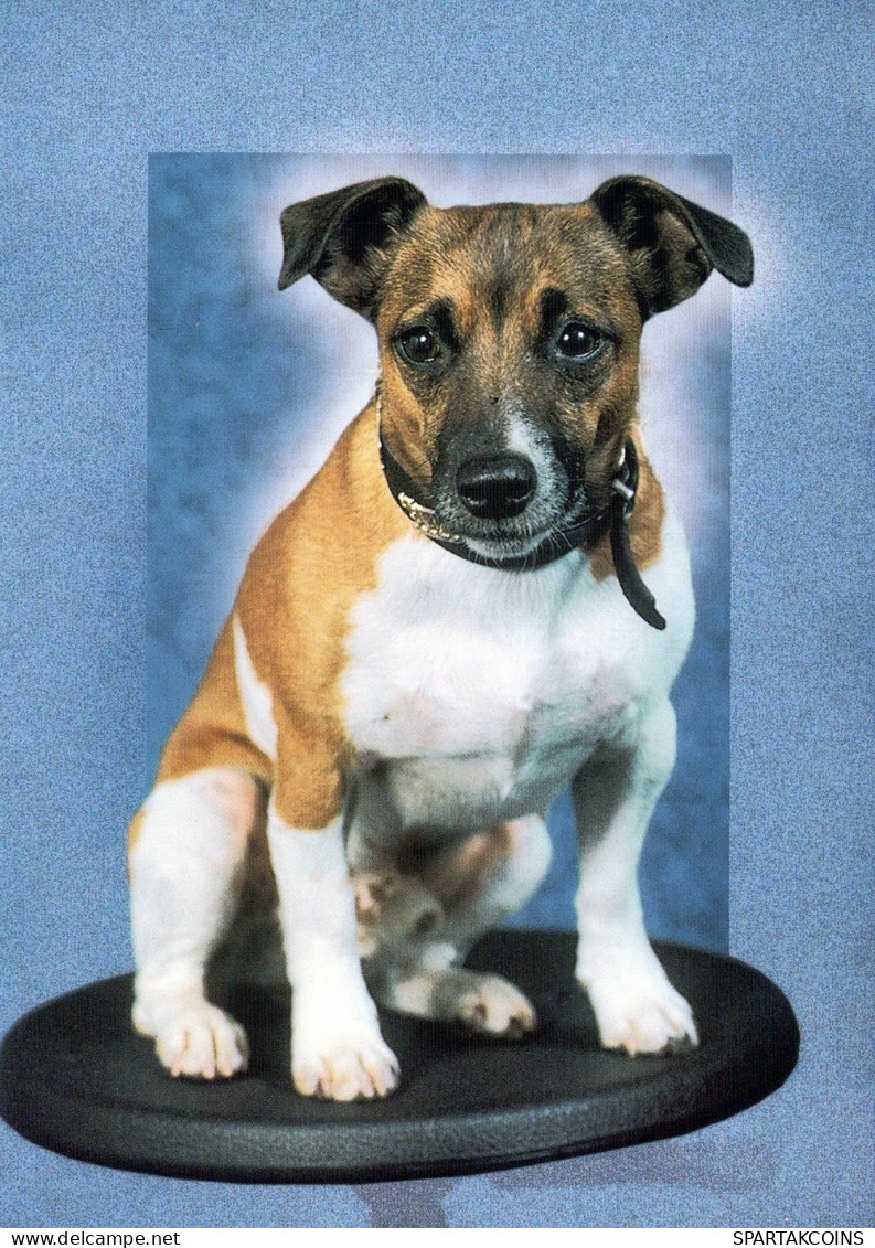 DOG Animals Vintage Postcard CPSM #PAN512.GB - Dogs