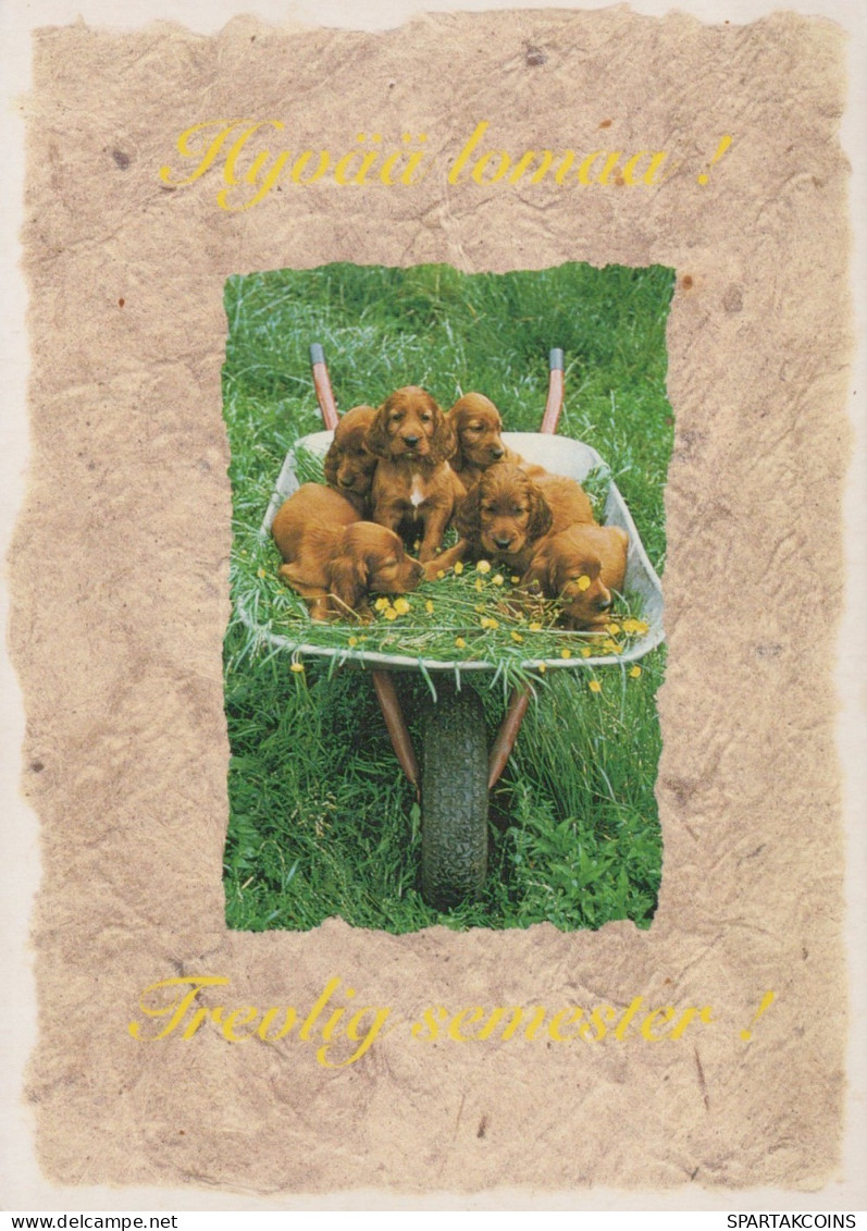 DOG Animals Vintage Postcard CPSM #PAN450.GB - Chiens