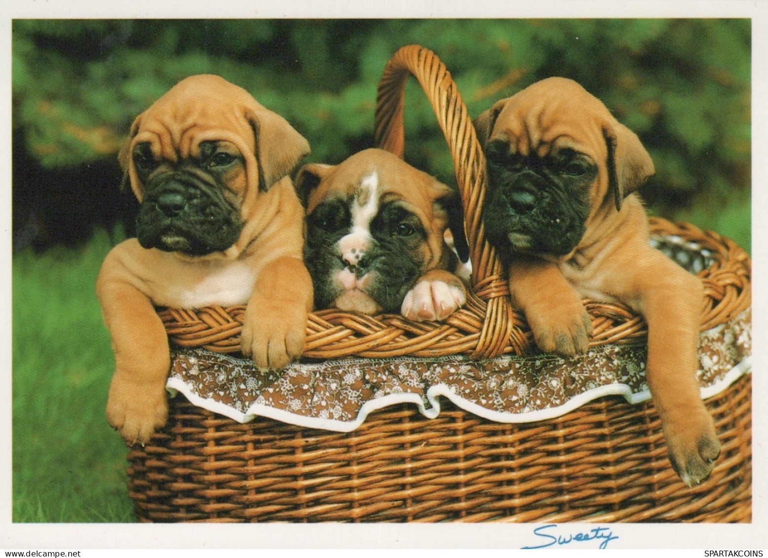 DOG Animals Vintage Postcard CPSM #PAN644.GB - Chiens