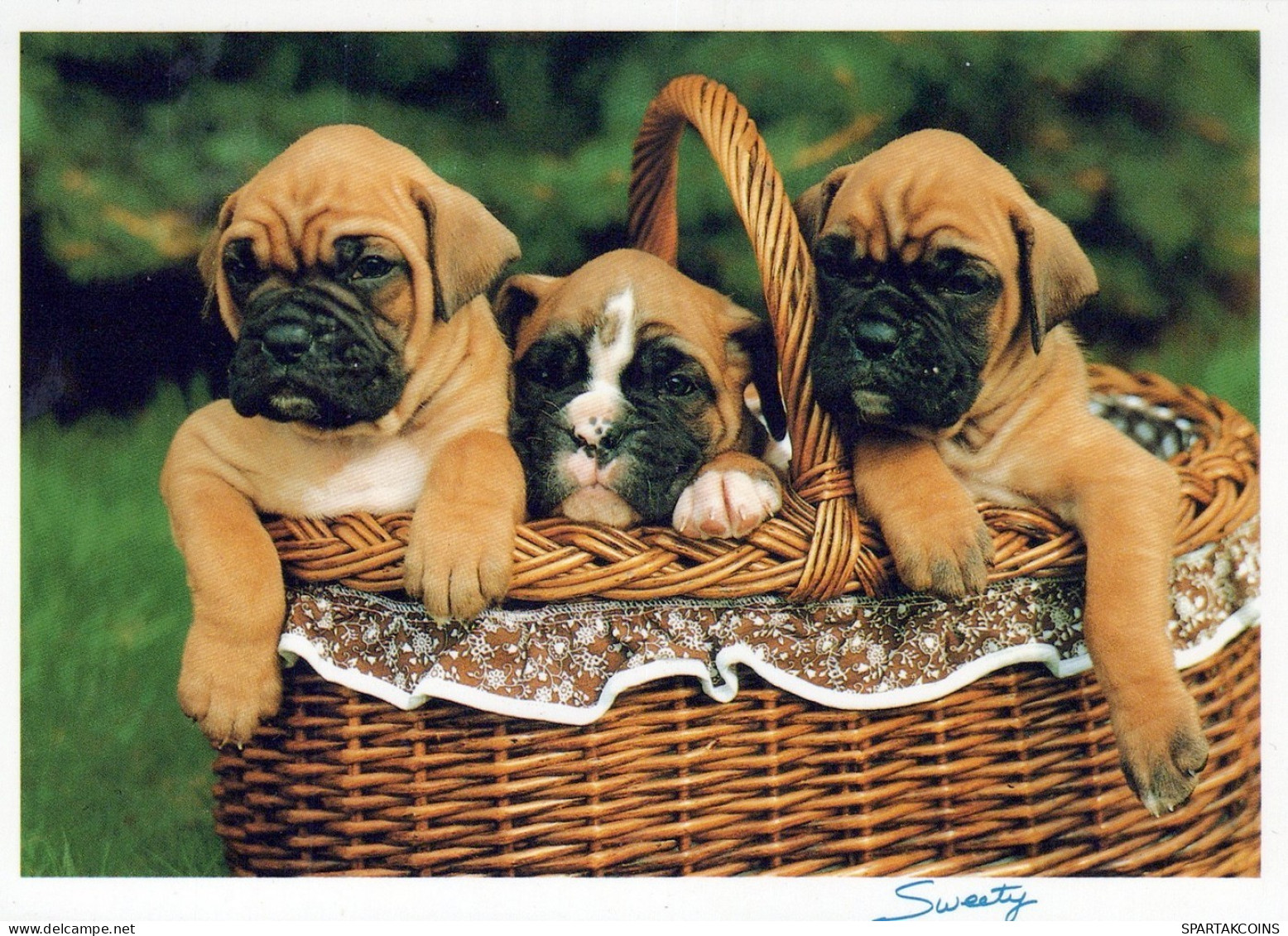 DOG Animals Vintage Postcard CPSM #PAN644.GB - Chiens