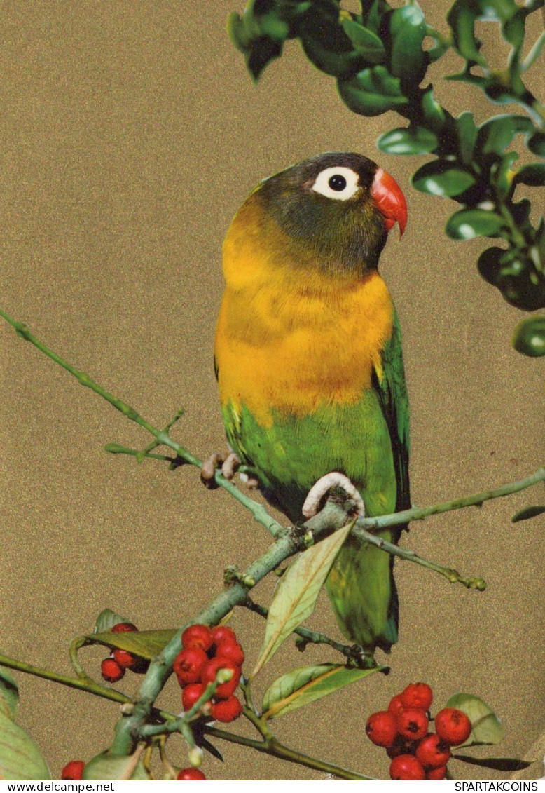 BIRD Animals Vintage Postcard CPSM #PAM706.GB - Oiseaux