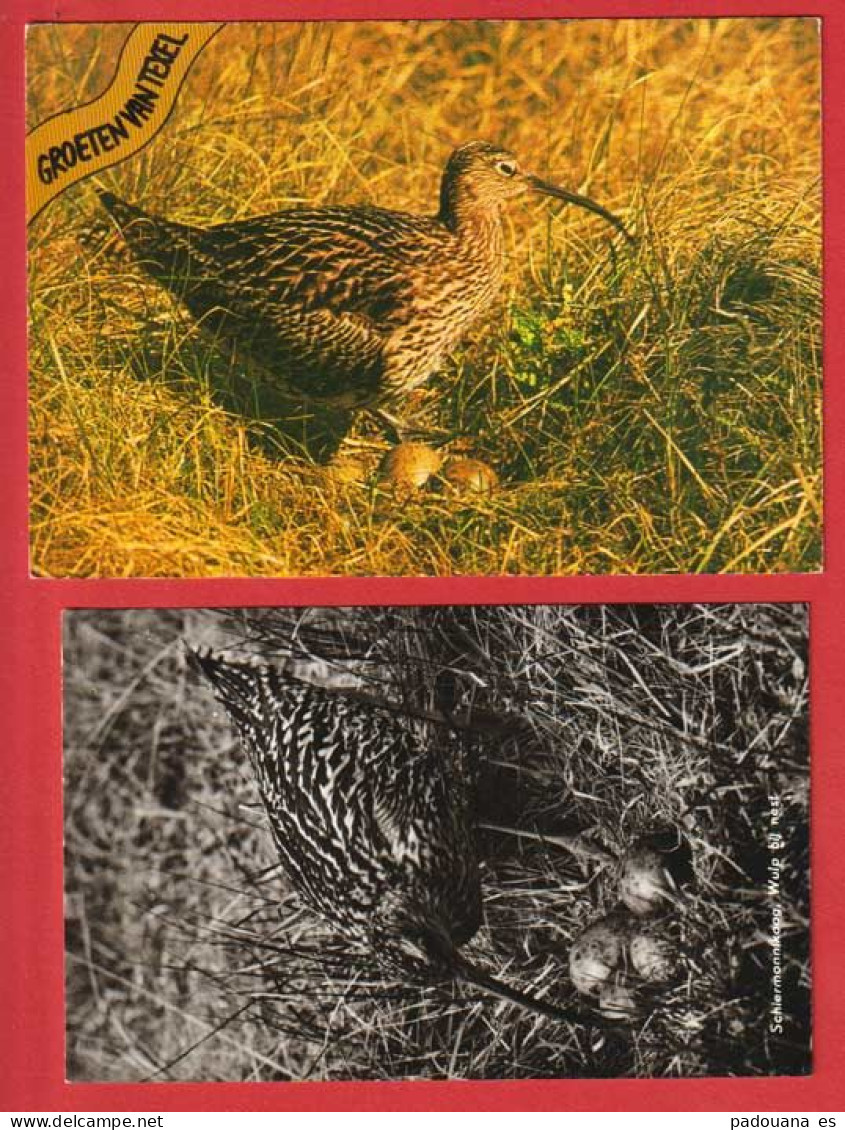 AC639 OISEAUX CHASSE COURLIS SUR SES OEUFS 2 CARTES POSTALES - Birds