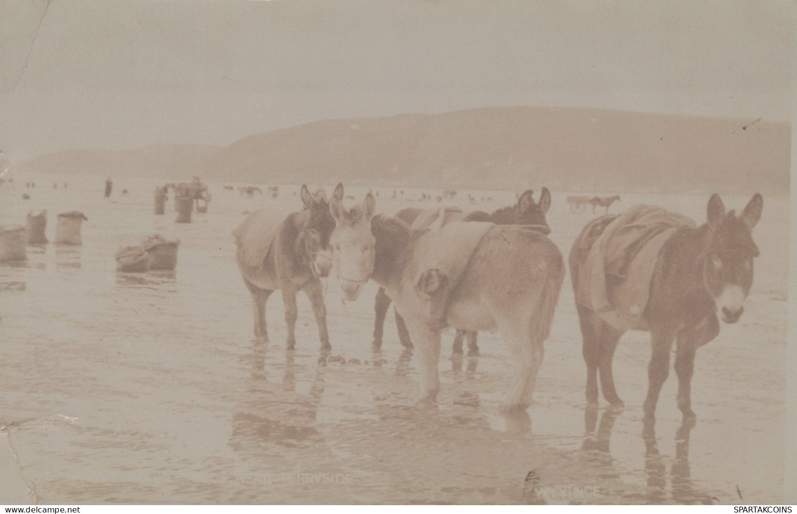 ÂNE Animaux Vintage Antique CPA Carte Postale #PAA196.FR - Donkeys