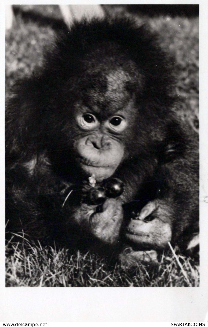 SINGE Vintage Carte Postale CPSMPF #PKG941.FR - Singes