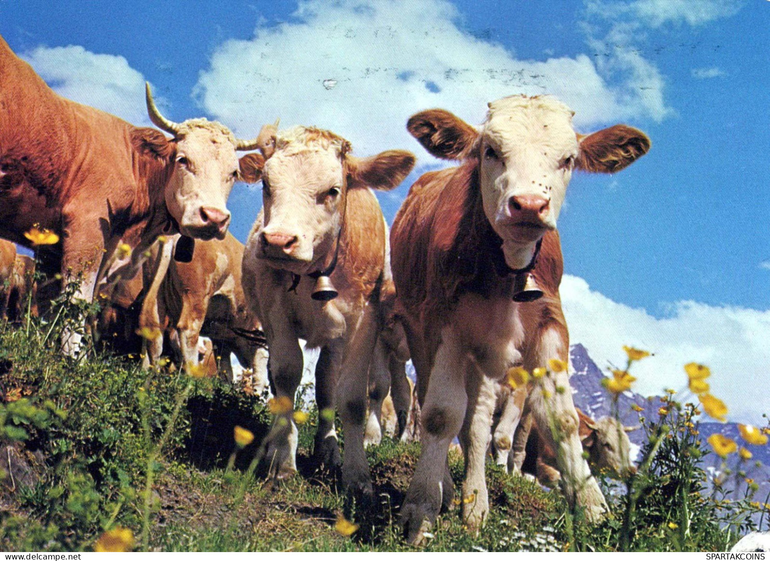 VACHE Animaux Vintage Carte Postale CPSM #PBR834.FR - Cows