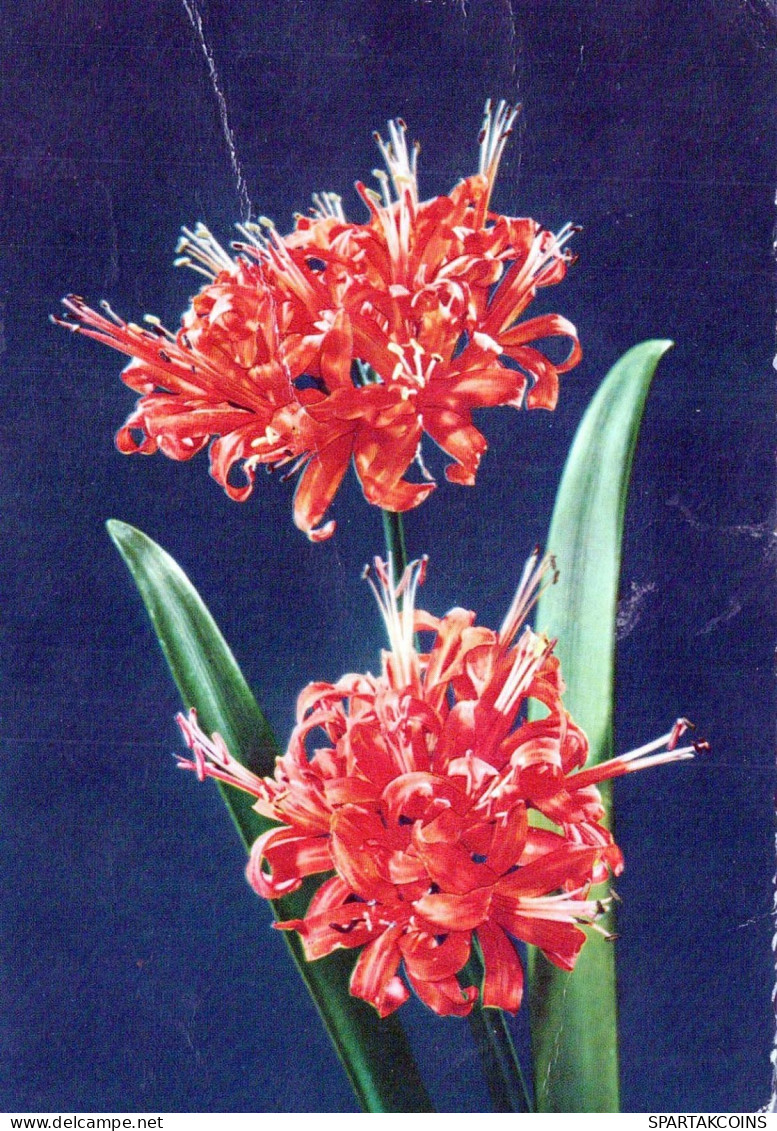 FLOWERS Vintage Postcard CPSM #PBZ406.GB - Fleurs