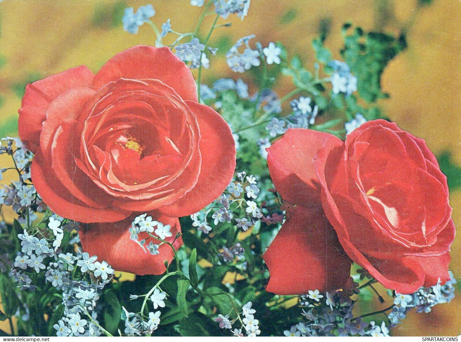 FLOWERS Vintage Postcard CPSM #PBZ646.GB - Fleurs