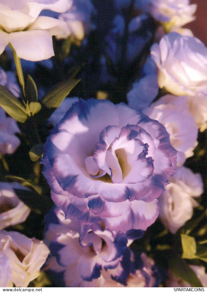 FLOWERS Vintage Postcard CPSM #PBZ045.GB - Flowers