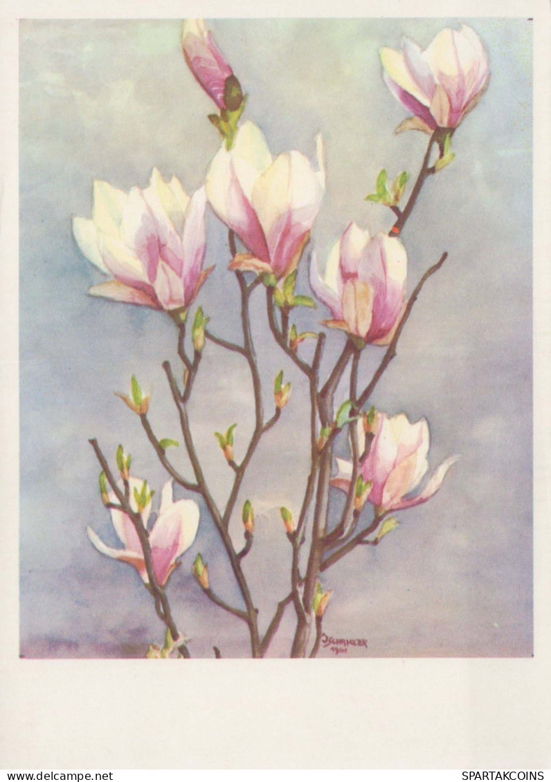 FLOWERS Vintage Postcard CPSM #PBZ106.GB - Fleurs