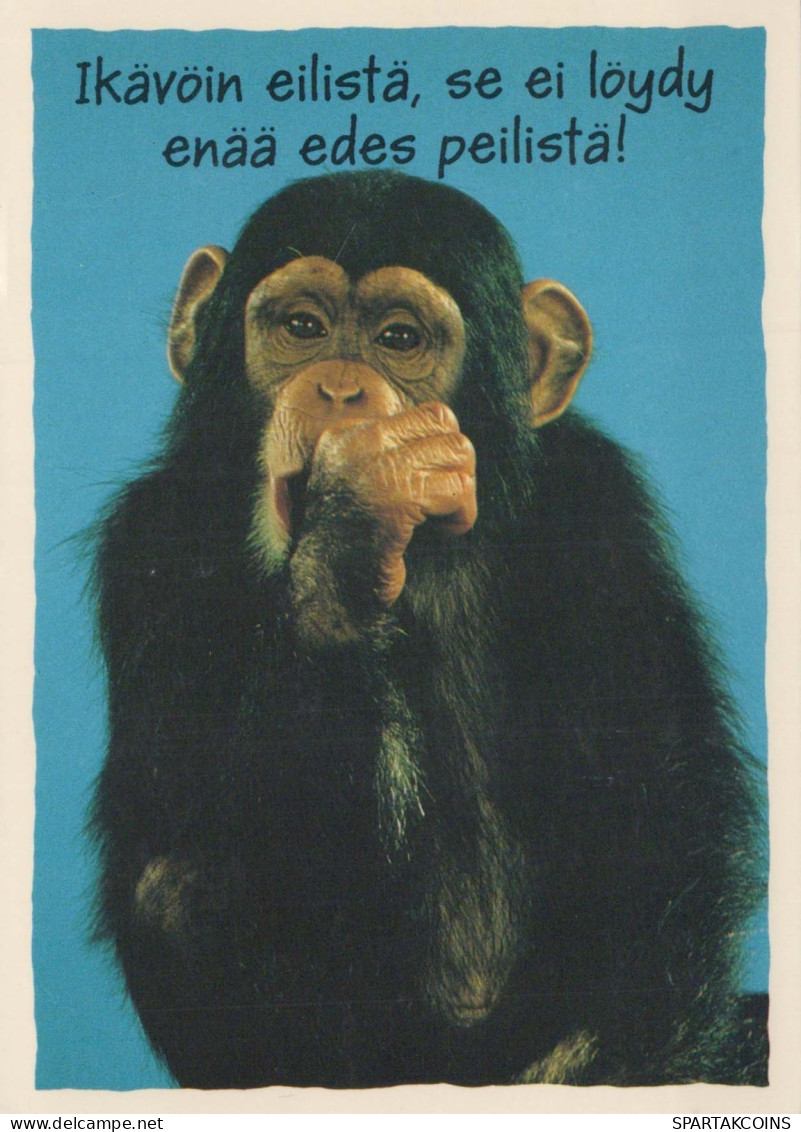 MONKEY Animals Vintage Postcard CPSM #PBR985.GB - Monkeys
