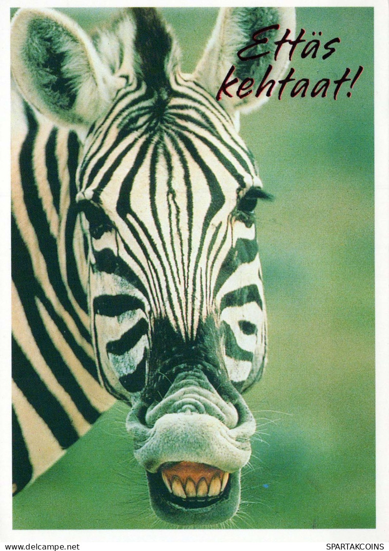 ZEBRA Animals Vintage Postcard CPSM #PBR910.GB - Zebras
