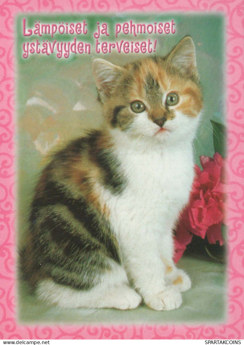 CAT KITTY Animals Vintage Postcard CPSM #PBQ987.GB - Cats