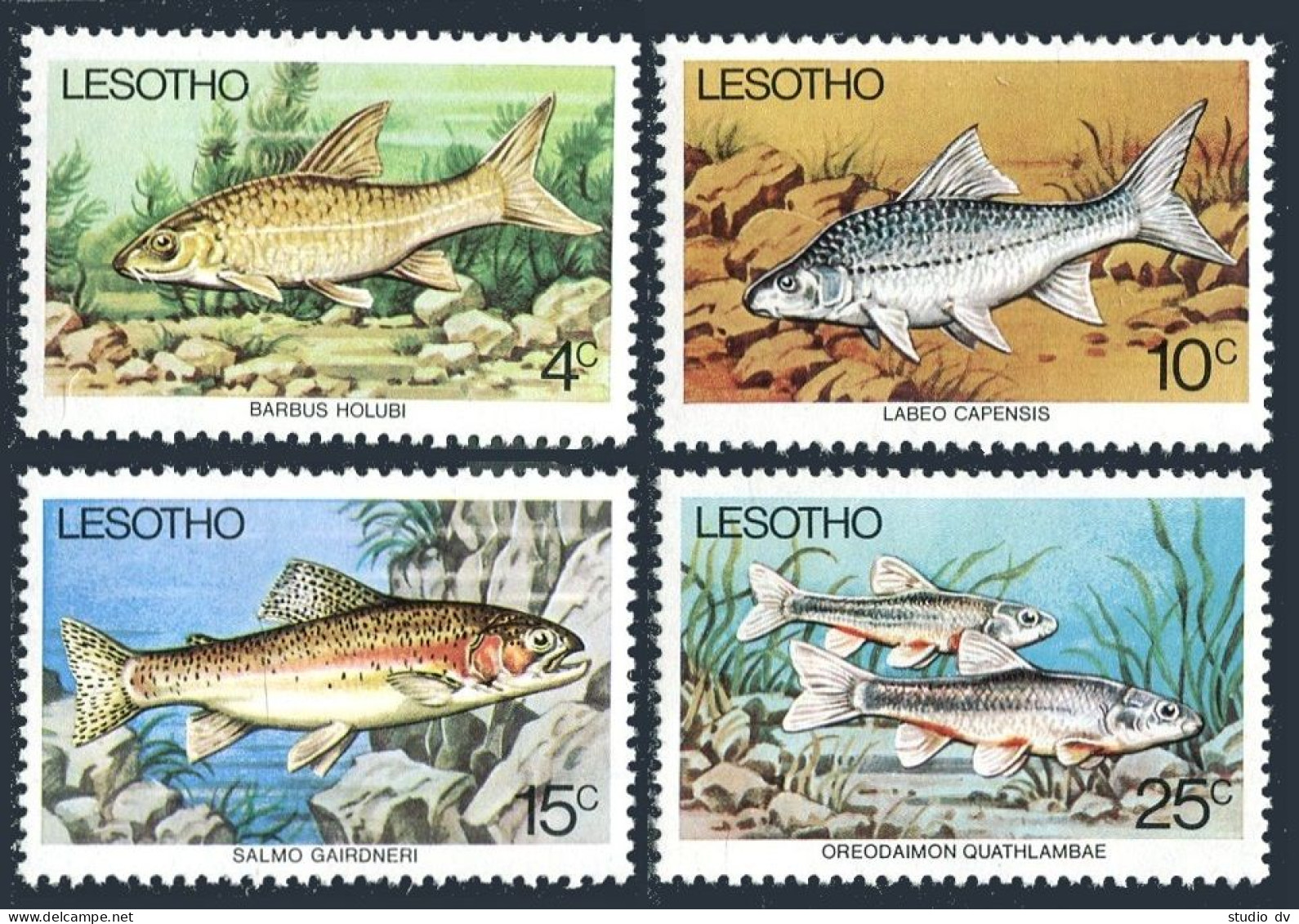 Lesotho 237-240, MNH. Michel 237-240. Fresh-water Fish, 1977. - Lesotho (1966-...)