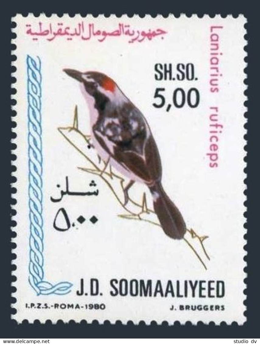 Somalia 493, MNH. Michel 296. Birds 1980. Laniarius Ruficeps. - Somalië (1960-...)